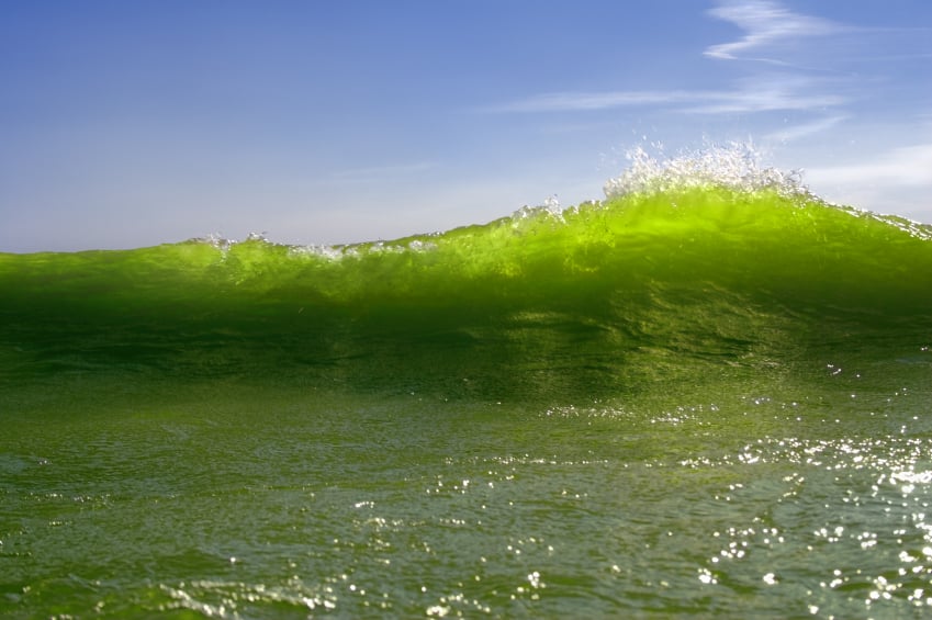 Upcoming Opportunities to Engage in Regional Ocean Planning