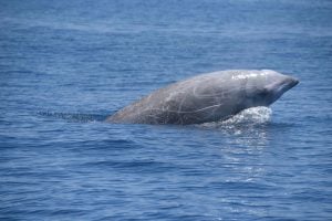 Life in the Deep Sea Part 3: Canyons as Important Whale Habitat @ webinar