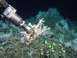 Climate Change Impacts on Deep-Sea Corals @ webinar