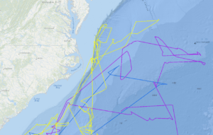 tracks of petrel movement
